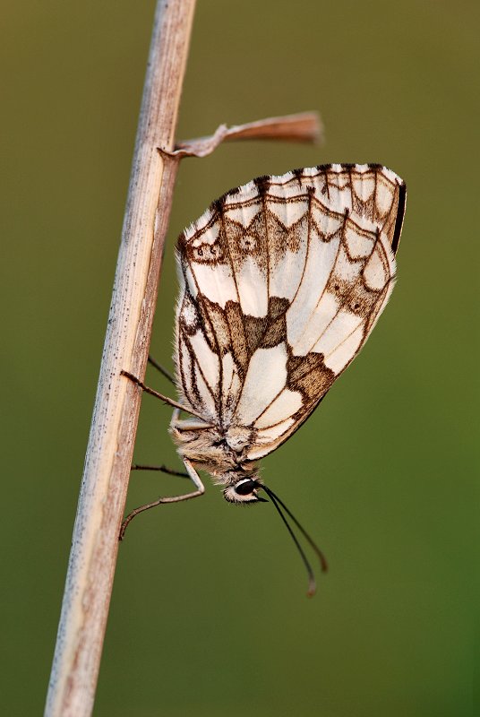 Melanargia galathea